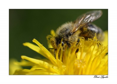 Dans le pollen 1 re.jpg