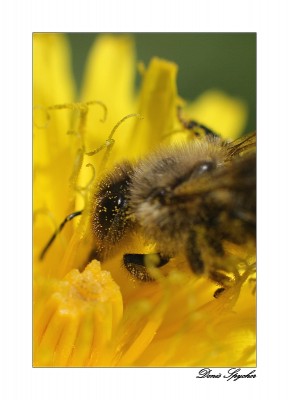 Dans le pollen 3 re.jpg
