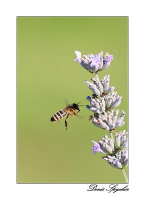 Atterrissage d'abeille re.jpg