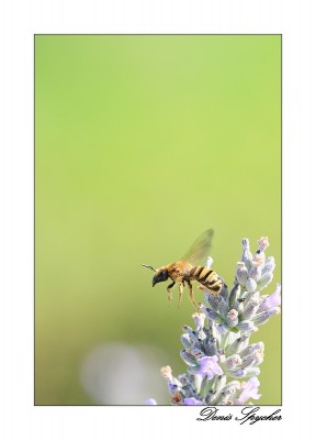 Décollage d'abeille 3re.jpg