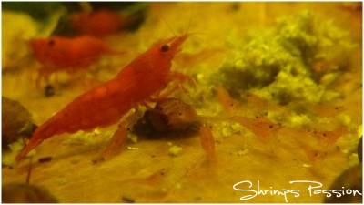 Shrimps-Passion_Sakura.jpg